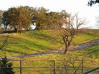c1204 field, trees